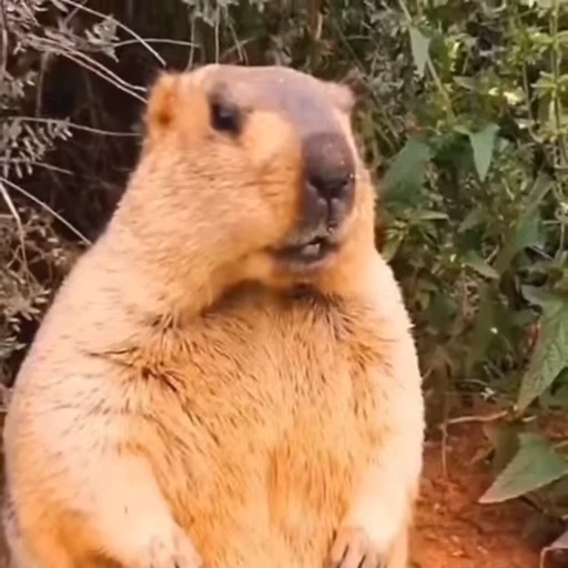 🦫 Стикер «marmots» для Telegram
