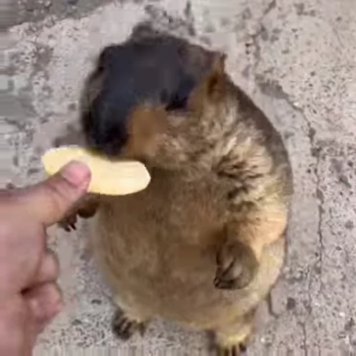 🦫 Стикер «marmots» для Telegram