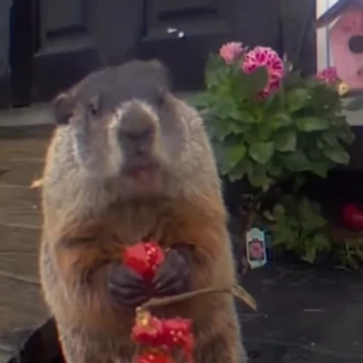 🦫 Стикер «marmots» для Telegram