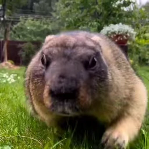 🦫 Стикер «marmots» для Telegram