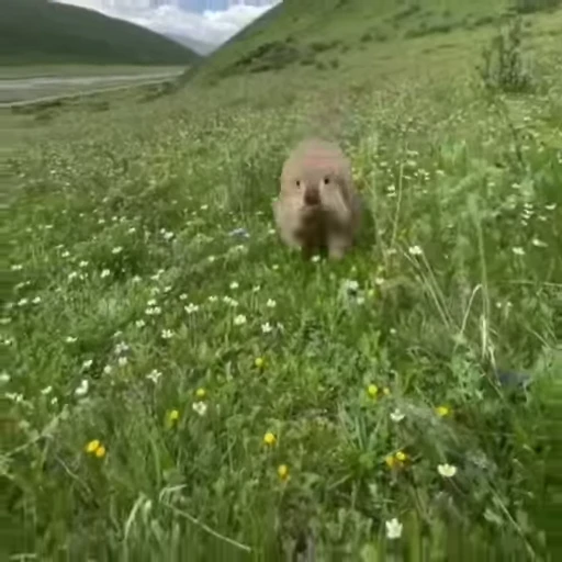 🦫 Стикер «marmots» для Telegram