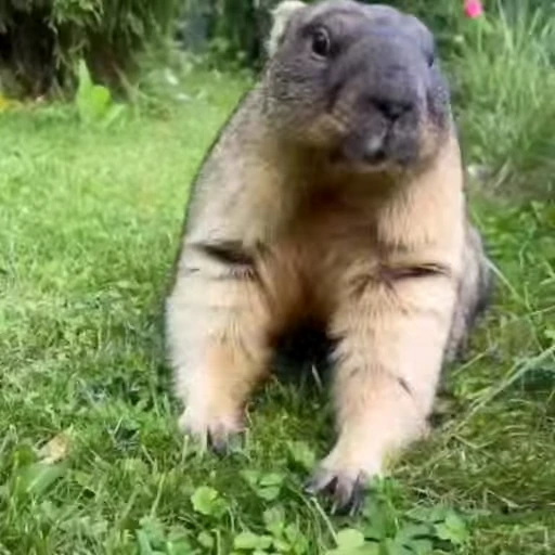 🦫 Стикер «marmots» для Telegram
