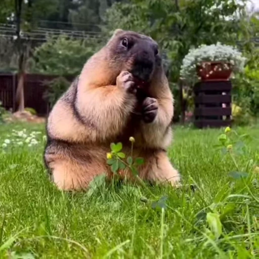 🦫 Стикер «marmots» для Telegram