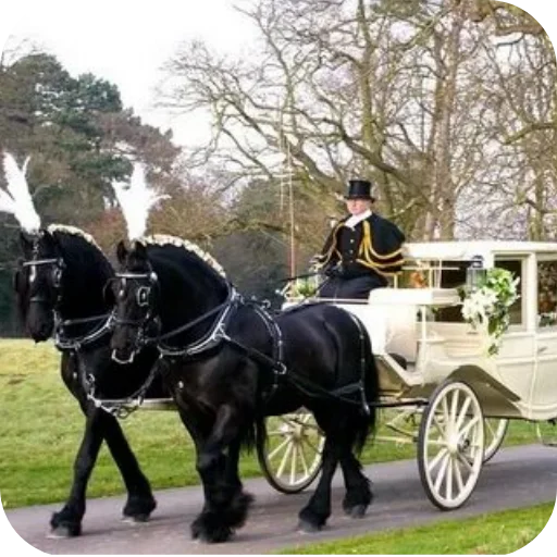 🐎 Стикер «Машины» для Telegram