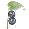 🌱 Эмодзи «Green Mixed» для Telegram