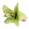 🌺 Эмодзи «Green Mixed» для Telegram