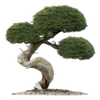 🌳 Эмодзи «Green Mixed» для Telegram