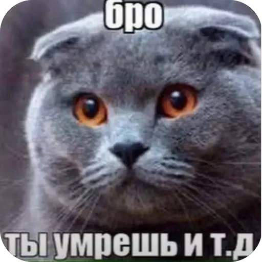 🫥 Стикер «матч.ьсдо.хла.» для Telegram