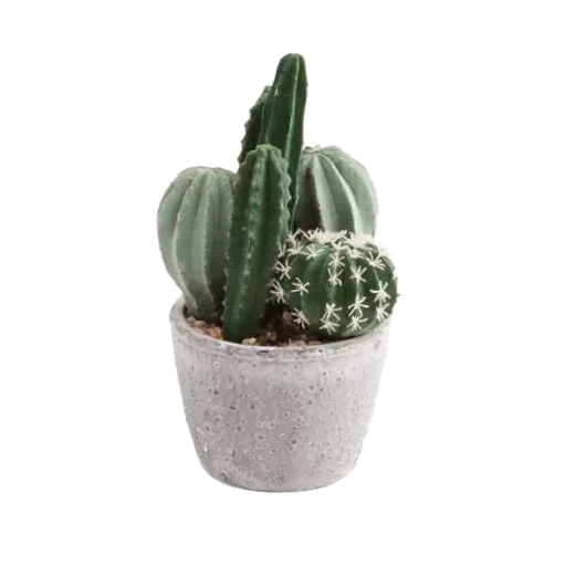 🌵 Стикер «Max atmosphere» для Telegram