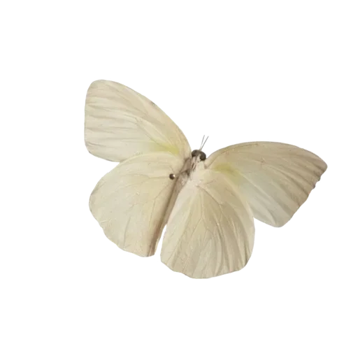 🦋 Стикер «Max atmosphere» для Telegram