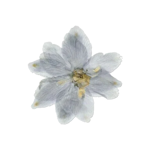 🌸 Стикер «Max atmosphere» для Telegram