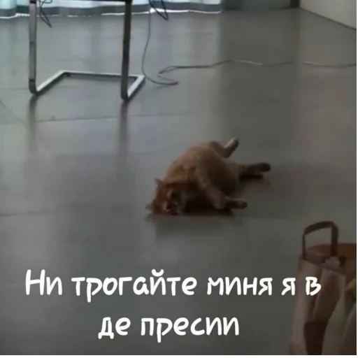 😮 Стикер «Брайн Мапс; автор» для Telegram