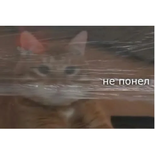 😬 Стикер «Брайн Мапс; автор» для Telegram