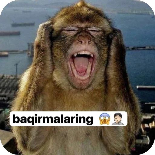 🫥 Стикер «Maymunla 4.0» для Telegram