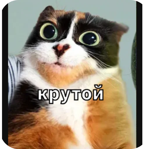 🐱 Стикер «Майонез» для Telegram