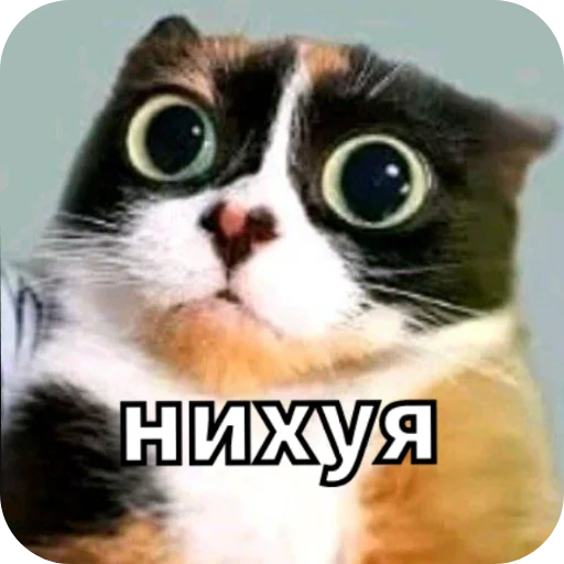 🐱 Стикер «Майонез» для Telegram
