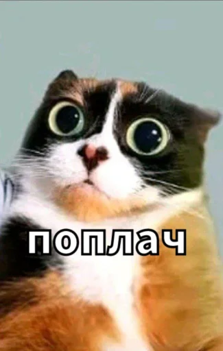 🤩 Стикер «Майонез» для Telegram