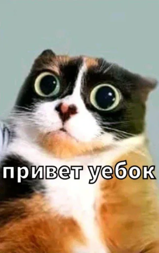 🤩 Стикер «Майонез» для Telegram