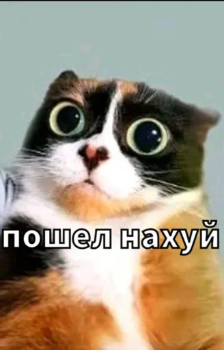 Стикерпак «Майонез» для Telegram — обложка