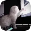 Стикер 3 Mzlff