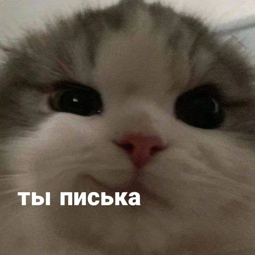 ❤️ Стикер «токсик» для Telegram