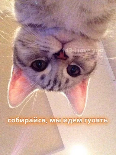 😊 Стикер «токсик» для Telegram