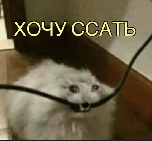 😶 Стикер «токсик» для Telegram