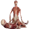 💪 Эмодзи «meat core» для Telegram