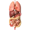 🫁 Эмодзи «meat core» для Telegram