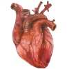 🫀 Эмодзи «meat core» для Telegram