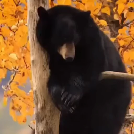 🤩 Стикер «Мишки» для Telegram
