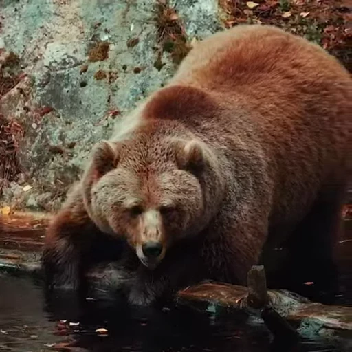 🤩 Стикер «Мишки» для Telegram