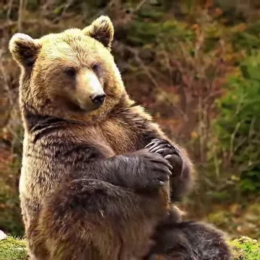 🤩 Стикер «Мишки» для Telegram