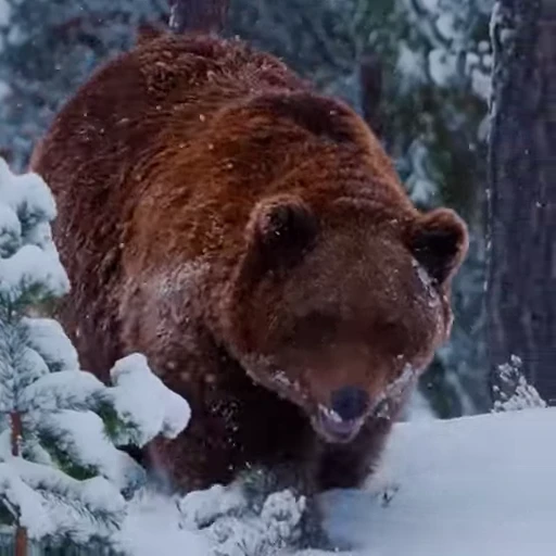 🤩 Стикер «Мишки» для Telegram