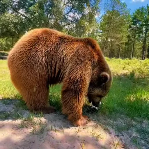 🤩 Стикер «Мишки» для Telegram