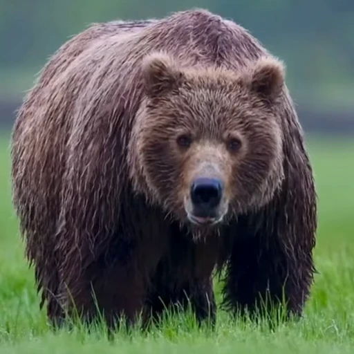 🤩 Стикер «Мишки» для Telegram