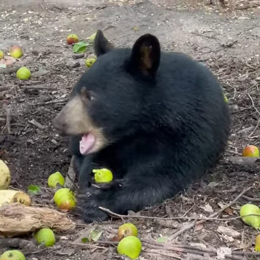🤩 Стикер «Мишки» для Telegram