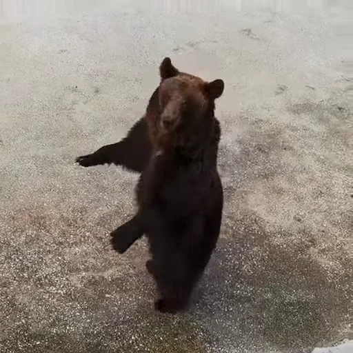 🤩 Стикер «Мишки» для Telegram