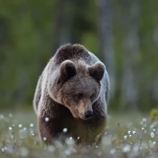 🤩 Стикер «Мишки» для Telegram