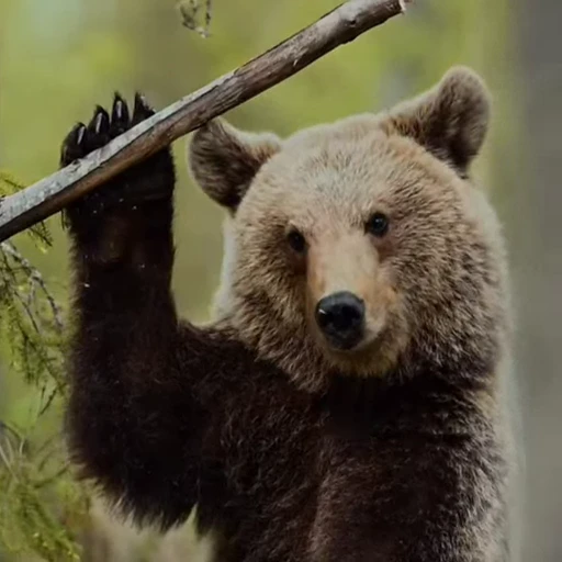 🤩 Стикер «Мишки» для Telegram
