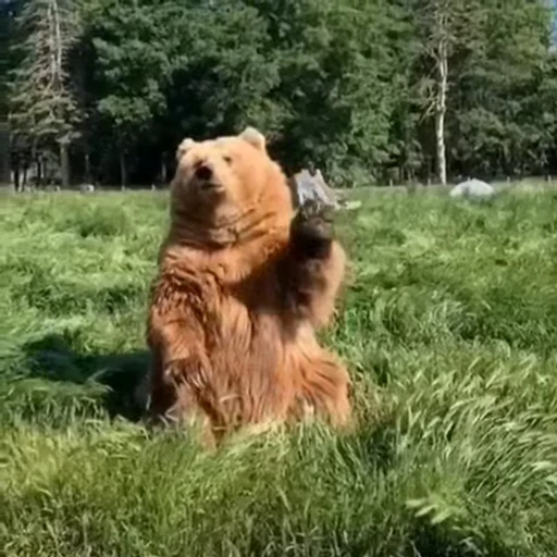 🤩 Стикер «Мишки» для Telegram