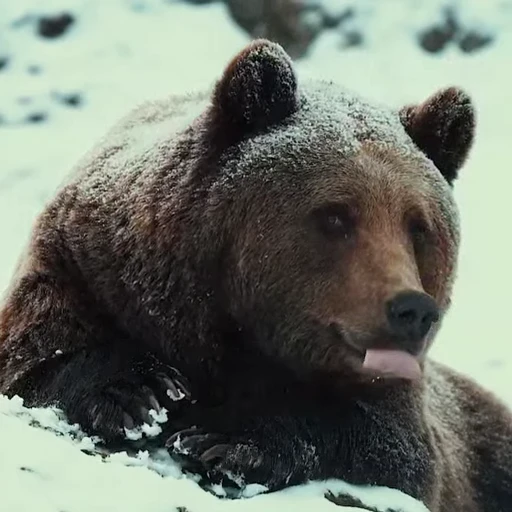 🤩 Стикер «Мишки» для Telegram