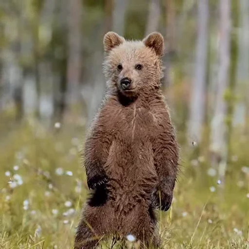🤩 Стикер «Мишки» для Telegram