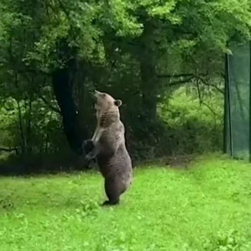 🤩 Стикер «Мишки» для Telegram