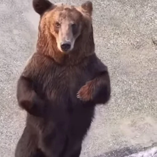 🤩 Стикер «Мишки» для Telegram