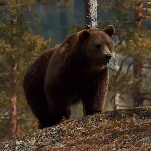 🤩 Стикер «Мишки» для Telegram