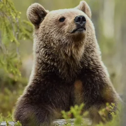 🤩 Стикер «Мишки» для Telegram