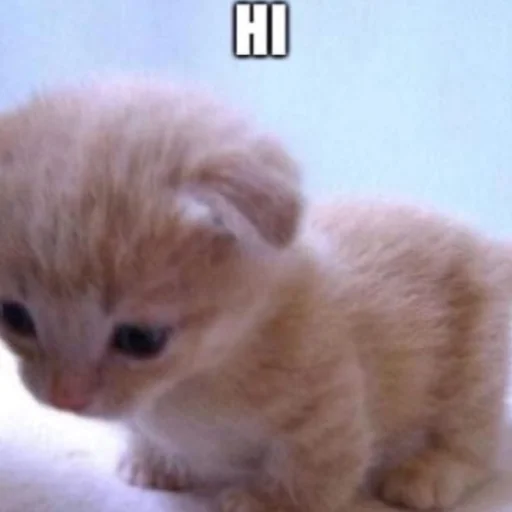 🍥 Стикер «мявки» для Telegram