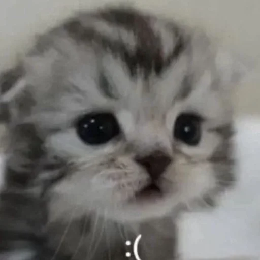 🍦 Стикер «мявки» для Telegram