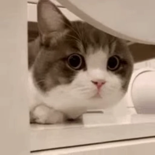 🐱 Стикер «? Слушай музыку ?» для Telegram